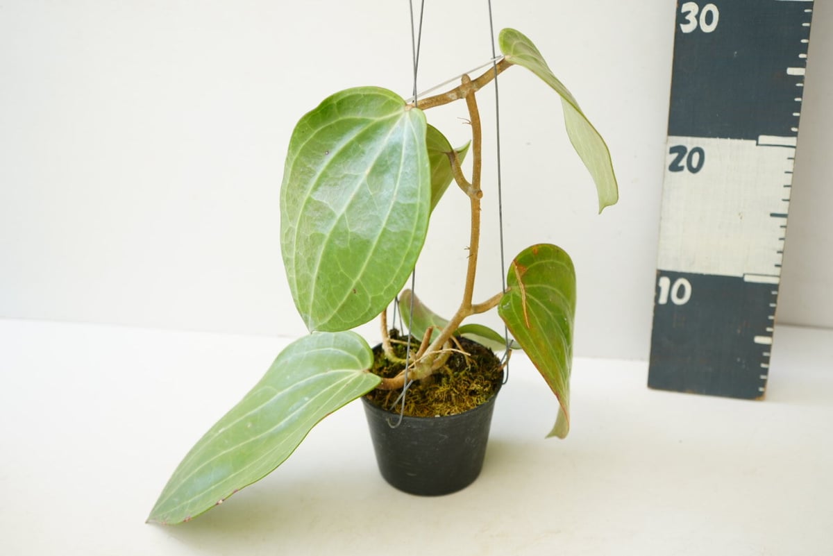 ホヤ ラティフォリア Hoya latifolia 吊り鉢 着生植物 レア植物