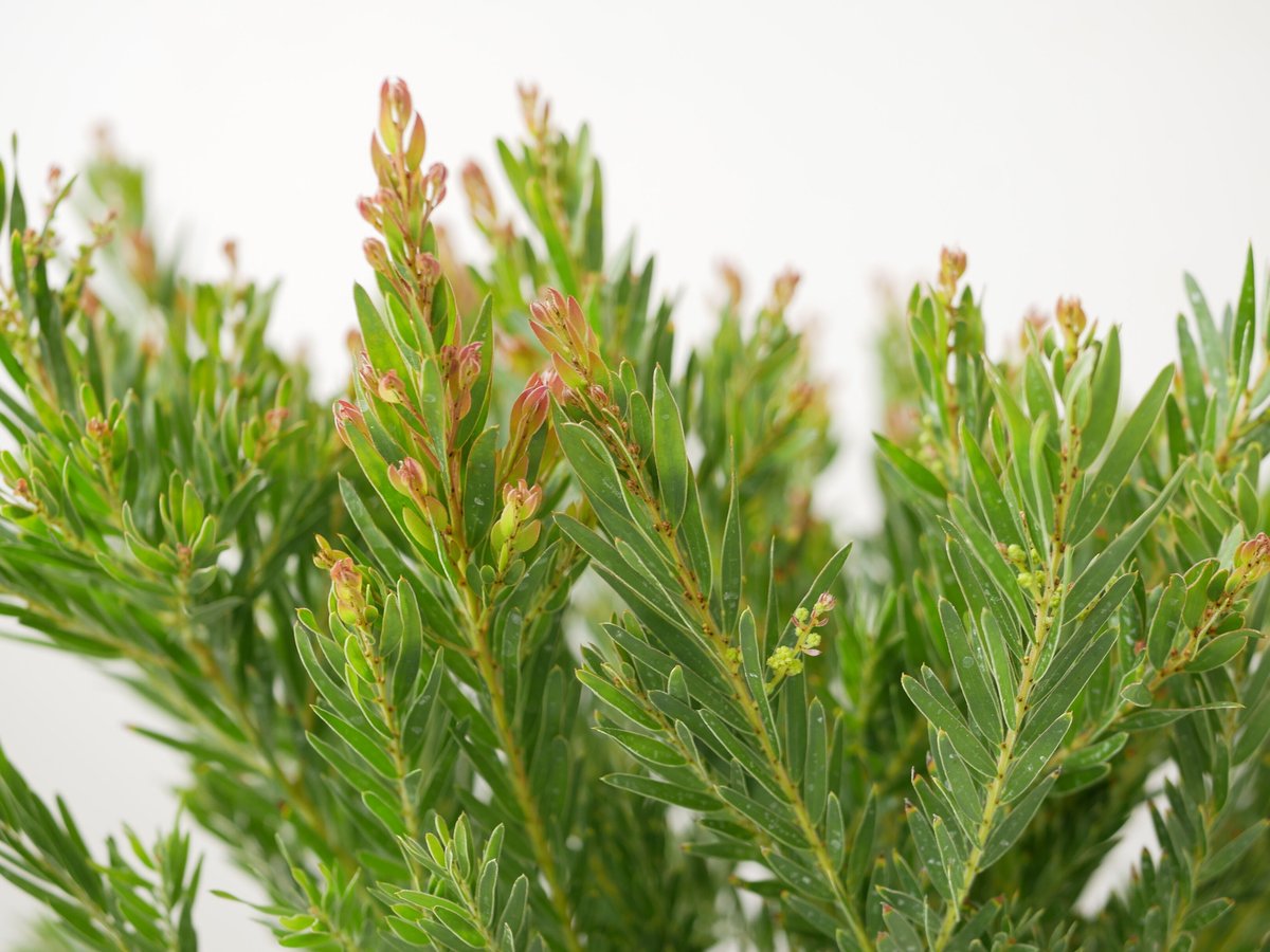 樹形が違うので比べて下さい‼️アカシアテレサ 6号、7号並み❗花咲いてきた 花つてきた❗樹形が違うので比べて下さい‼️アカシアテレサ 6号