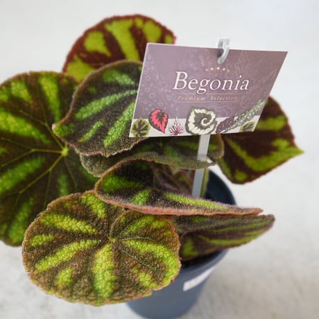 ベゴニア | STORES