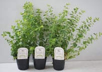【希少品種】オレガノ ディングルフェアリー 3号 苗 観葉植物 ハーブ 常緑 多年草 シャビーシック 寄せ植え フレンチアンティーク