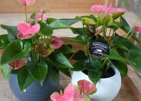 エピプレムナム 4号 切れ込みの葉 マーブル 斑入りがさわやか