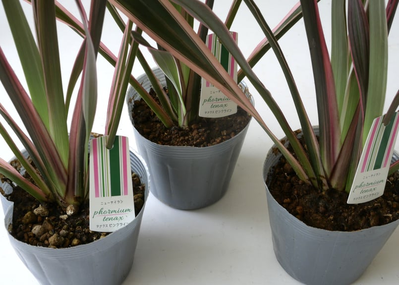 ニューサイラン テナクス ピンクライン 多年草 カラーリーフ