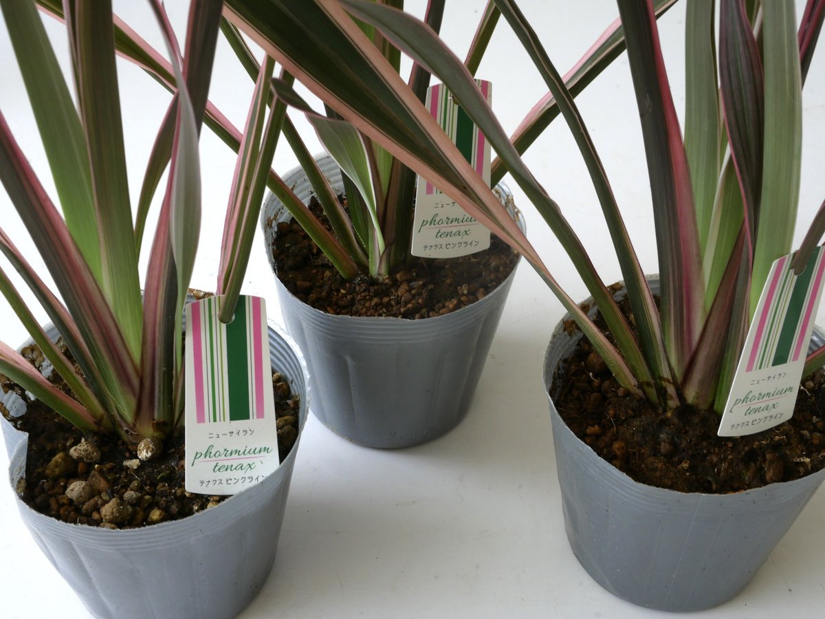 のんたん様＊ラピス×MOPクリスタルヘリコニアリーフカービングとサファイア他１点 のんたん様＊ラピス×MOPクリスタルヘリコニアリーフカービングと