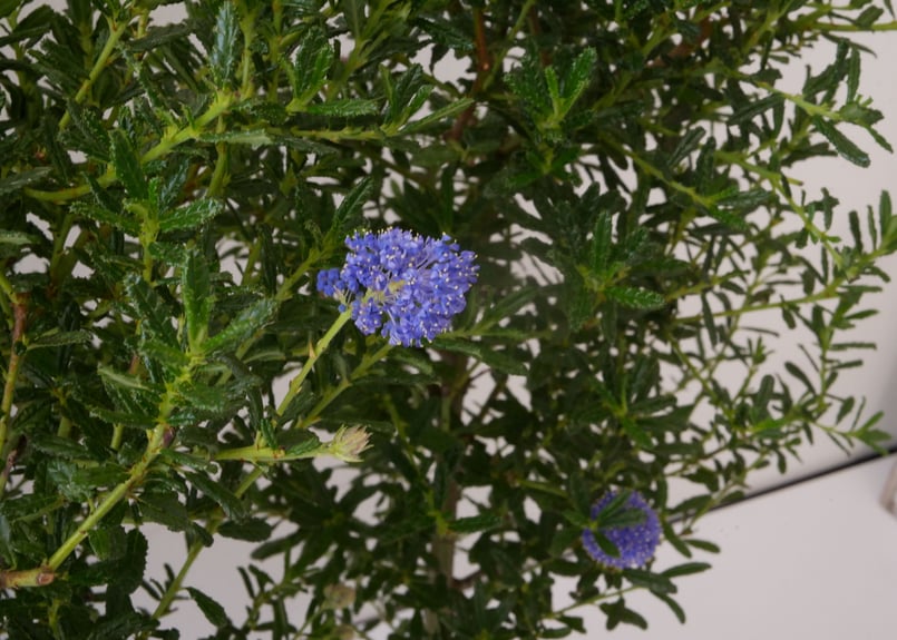 セアノサス カリフォルニアライラック ふわふわの鮮やかブルーの