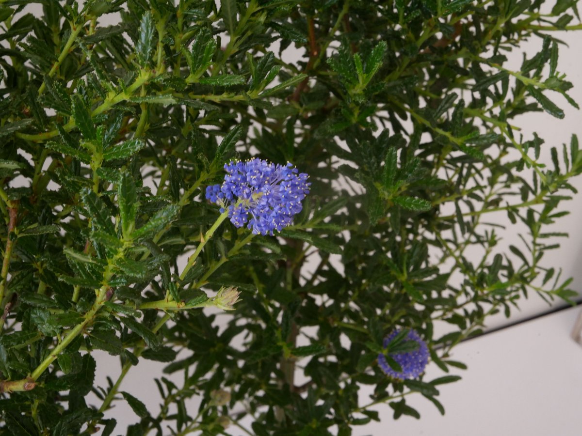 宿根草 常緑樹 石鹸香 カルフォルニアライラック『パシフィックブルー