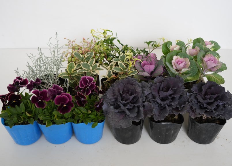 ☾すぐ植えプランツ☽ 大人色で上品に決まる葉牡丹リース 30