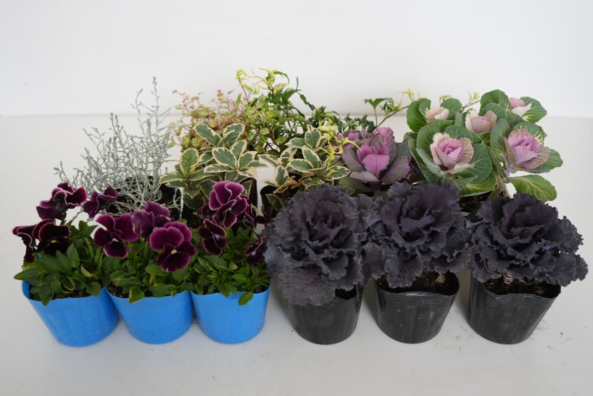 ☾すぐ植えプランツ☽ 大人色で上品に決まる葉牡丹リース 30