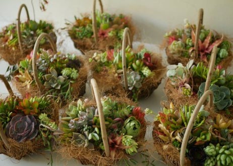 【おまかせコース 4000円】多肉植物　かご寄せ植え　ギフトにも