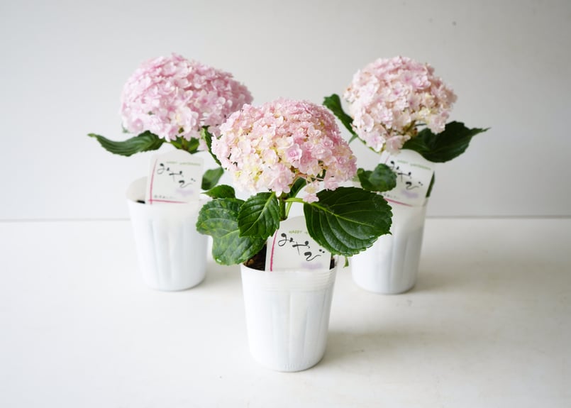 紫陽花 ハイドランジアみやび 3.5号 母の日ギフト 贈り物 ピンク色の花