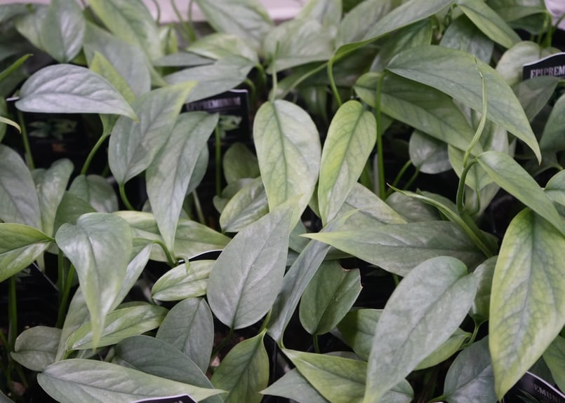 エピプレムナムピナツムセブブルー 3号 切れ込みの葉 ハンギング