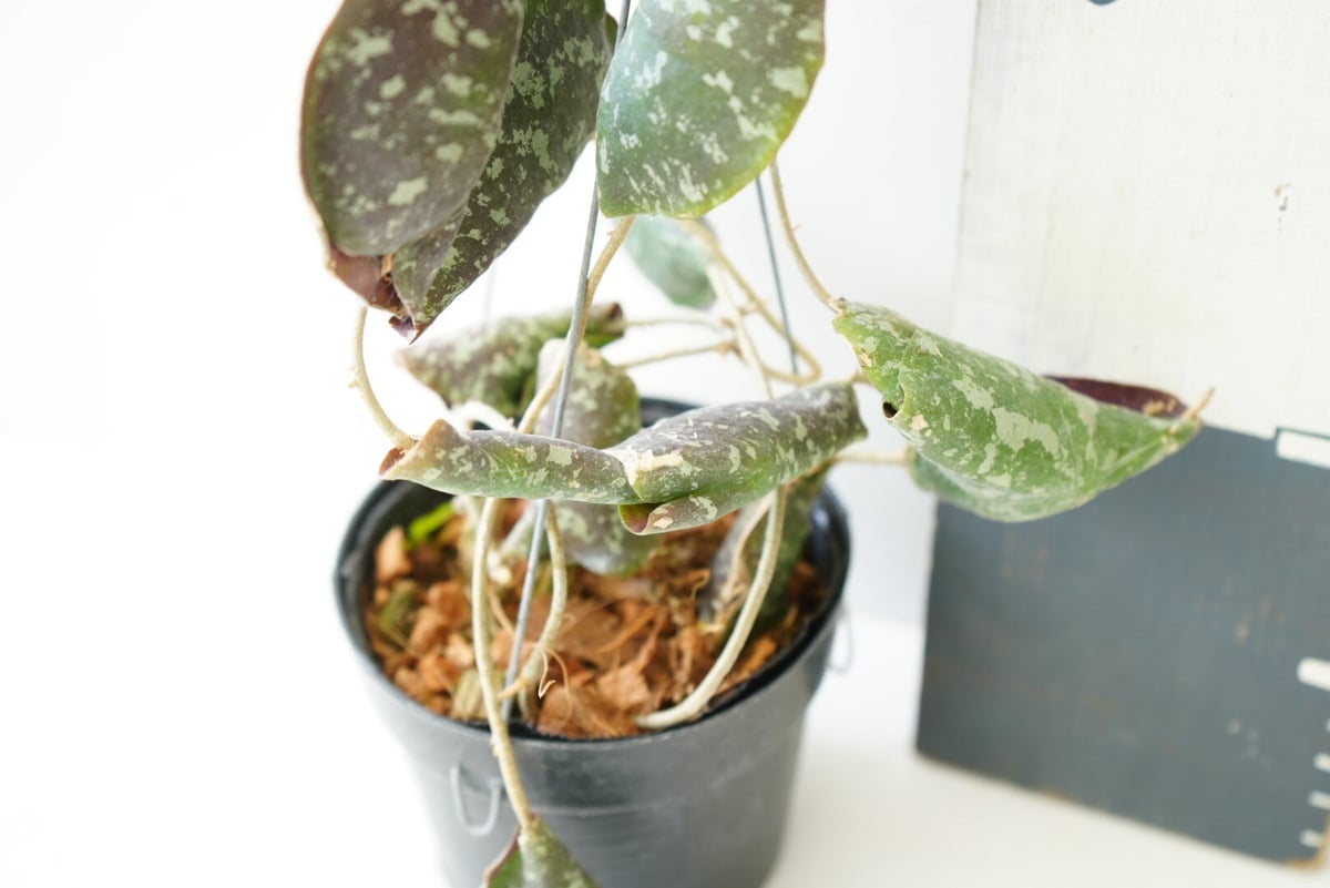 ホヤ インブリカータ Hoya imbricata 吊り鉢 着生植物 レア植物
