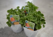 ディフェンバキア スパークレス 綺麗な斑入り模様 観葉植物