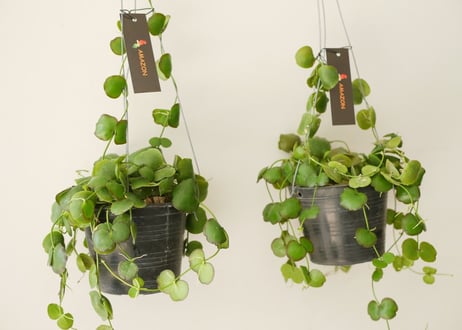 ディスキディア②　着生植物   ハンギンググリーン  丸葉