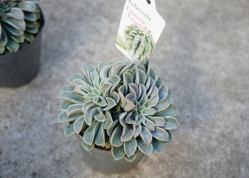 ファンタスティックファウンテン錦　激レア　多肉植物　エケベリア カット苗　美斑 ファンタスティックファウンテン錦 超レア 多肉植物 エケベリア 8CM