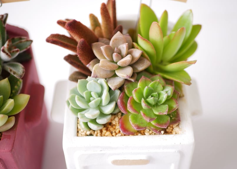 多肉植物 寄せ植え すぐ飾れる 可愛い | インテリアグリーンとギフト