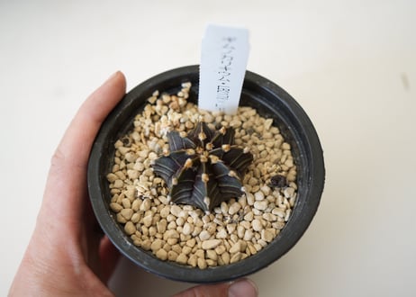 ギムノカリキウム　LB 2178 × ヒボタン錦　3.5寸　多肉植物