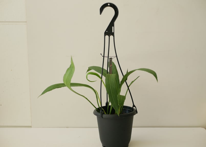 【現品】アンスリューム・ ビタルフォリアム　7号　G3番 アンスリウム ビッタリフォリウム 7号吊り鉢｜芳樹園オンラインショップ