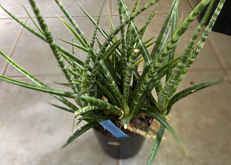 サンセベリア 観葉植物 空気清浄抜群 育てやすい | インテリアグリーン