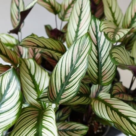 カラテア ホワイトスター 4号 個性的な模様  ストライプが美しい 観葉植物