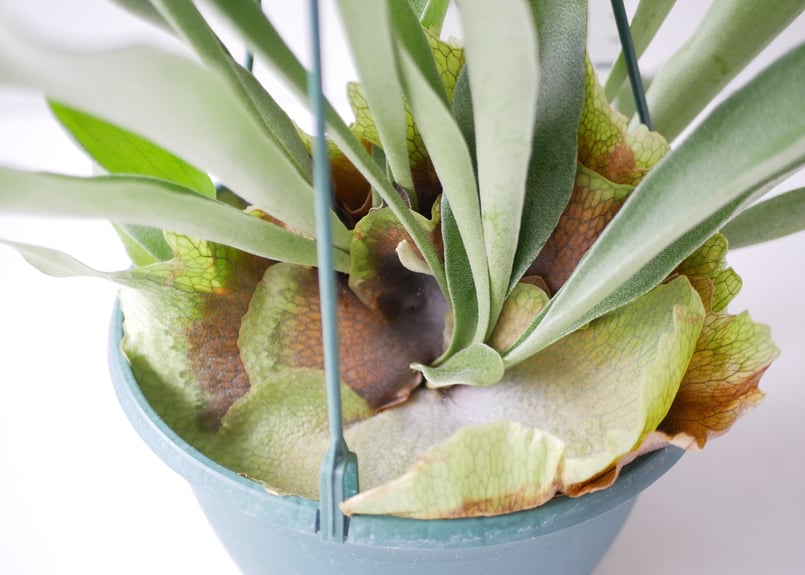 コウモリラン ビカクシダ ハンギング 着生植物 観葉植物 | インテリア