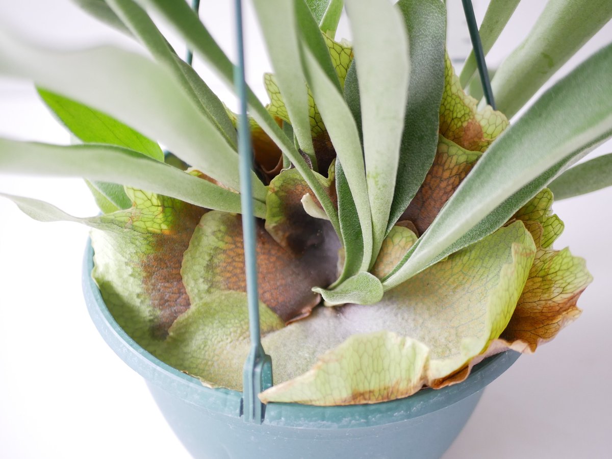 コウモリラン ビカクシダ ハンギング 着生植物 観葉植物 コウモリラン ビカクシダ ハンギング 着生植物 観葉植物
