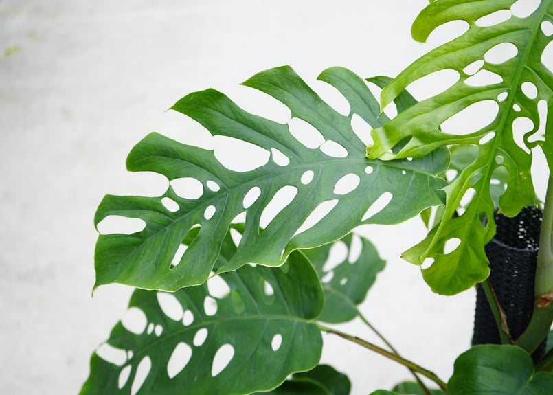 モンステラ デュビア 8号 人気の観葉植物 半蔓性 ボタニカル