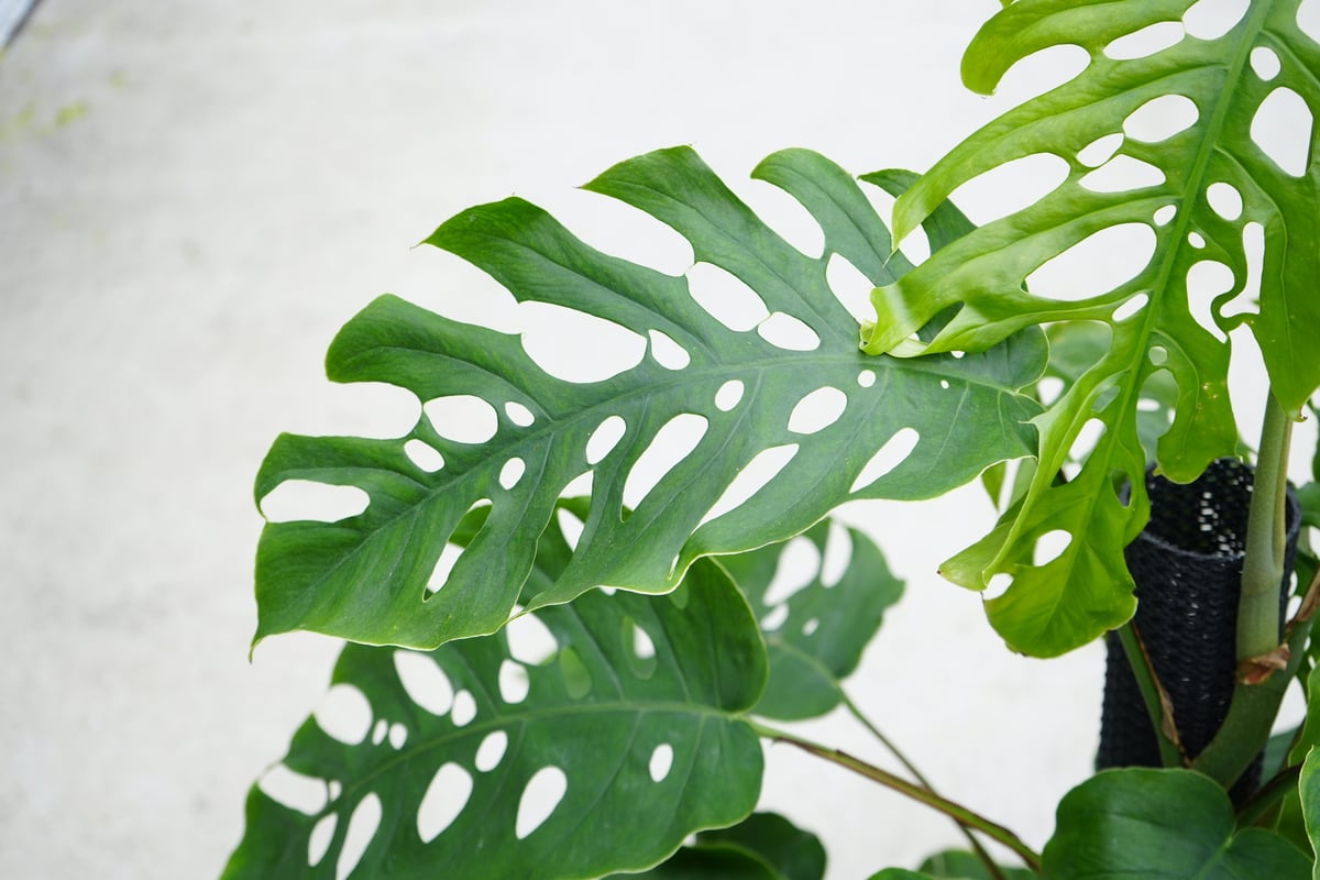 モンステラ デュビア 8号 人気の観葉植物 半蔓性 ボタニカル