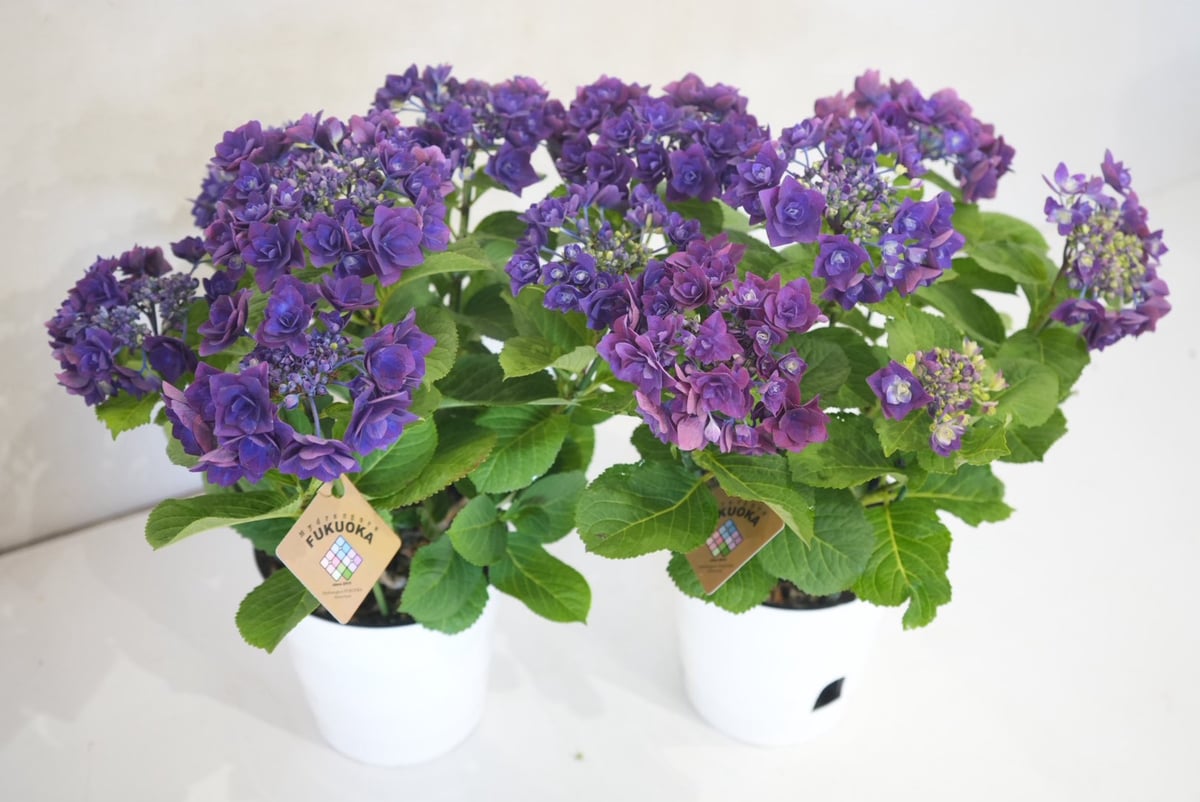 花なし訳あり・限定4セット】紫陽花4種鉢セット｜地植え｜剪定済み