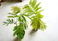 アロカシア スティングレイ Alocasia Stingray | インテリア