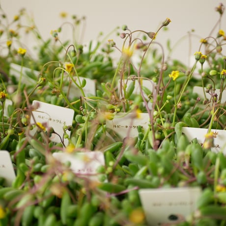 ルビーネックレス 多肉植物 3号 つる性　赤く色づく　育てやすい