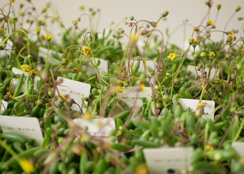 超大量275g根付きルビーネックレス多肉植物 伸びてきた？地植えルビー