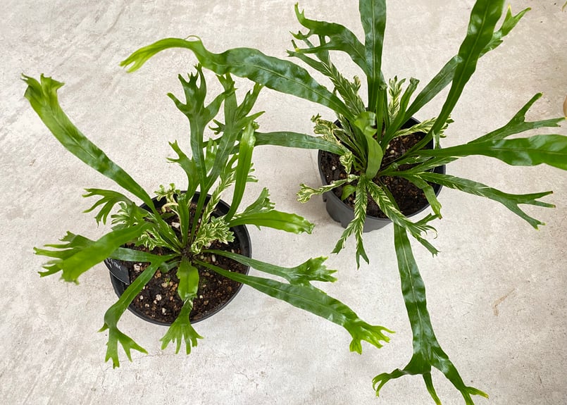 アスプレニウム ニダス 斑入り 観葉植物 シダ | インテリアグリーンと