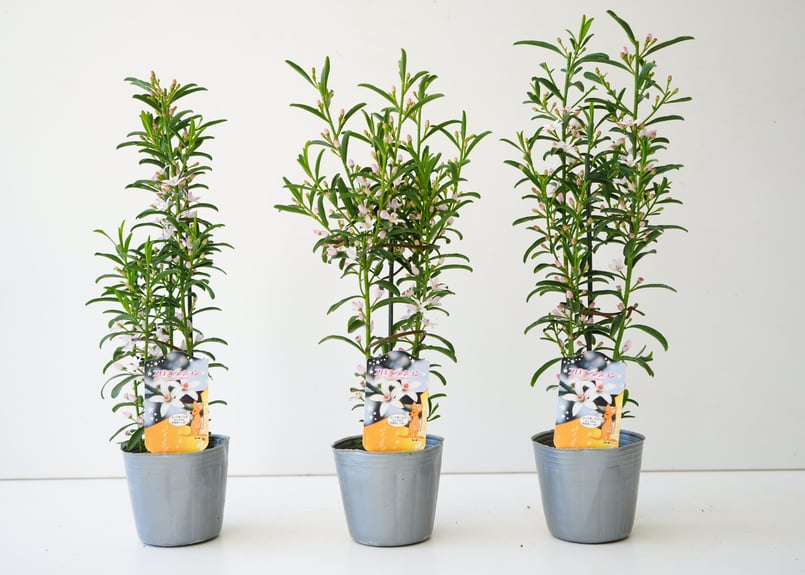 エリオステモン プロファッション 可愛い白い花 寄せ植え 庭木 常緑