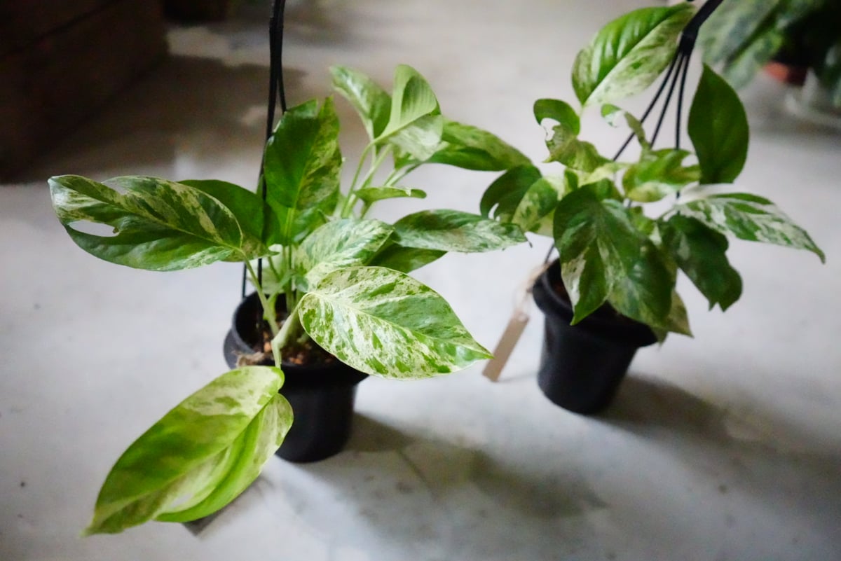 90エピプレムナム　ピナツム　斑入り　大株 90エピプレムナム ピナツム 斑入り 大株 - メルカリ