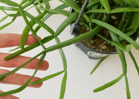 リプサリス　キルベルギー　ハンギング　観葉植物　森林サボテン　育てやすい