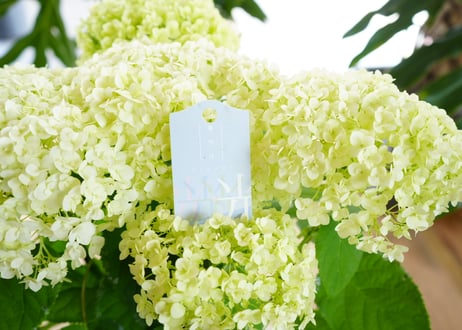 紫陽花 アナベル 光 キラリ 5号 母の日 贈り物