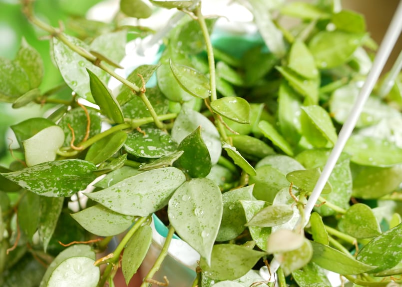 ホヤ クローニアナシルバー 5号 吊り鉢 白い斑入り ハンギング