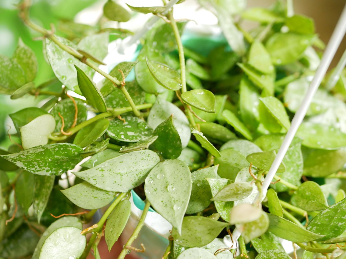 1028＊Hoya ＊ホヤ ＊スラウェシアナ ＊斑入り（外斑入り） fit=scale-down,w=1200