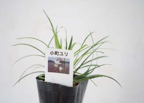 アルトロポディウム カンディダム（小町ユリ）2.5号｜繊細な葉姿が美しいナチュラルグリーン｜寄せ植えにもおすすめ｜ｱﾙﾄﾛﾎﾟﾃﾞｨｳﾑ ｶﾝﾃﾞ 他草花 2.5号