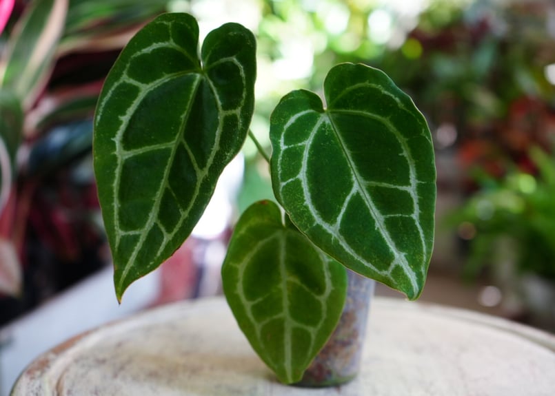 特価）アンスリウム クリスタリナム 2.5号 レア植物 モザイク様で