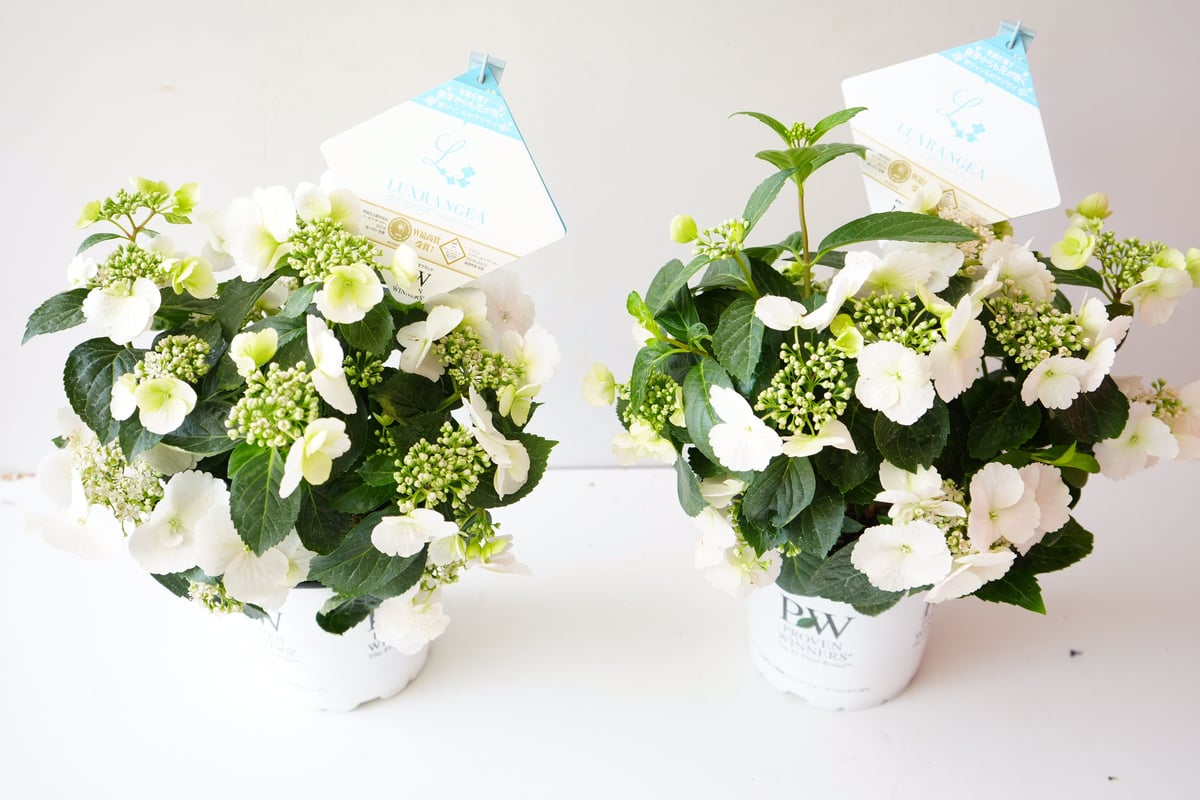 紫陽花 ラグランジア ブライダルシャワー 5号 純白の花色 母の日