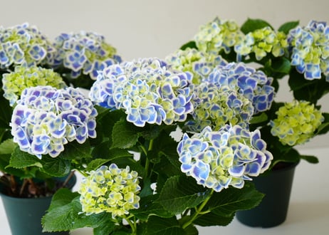 紫陽花 ババリア 5号 母の日 ギフト お祝い 来年も開花楽しめる
