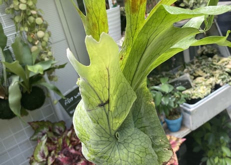 コウモリラン グランデ 着生植物 ハンギング 苔玉