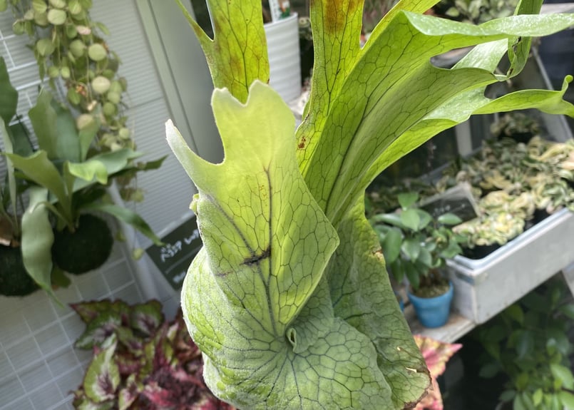 コウモリラン グランデ 着生植物 ハンギング 苔玉 | インテリア