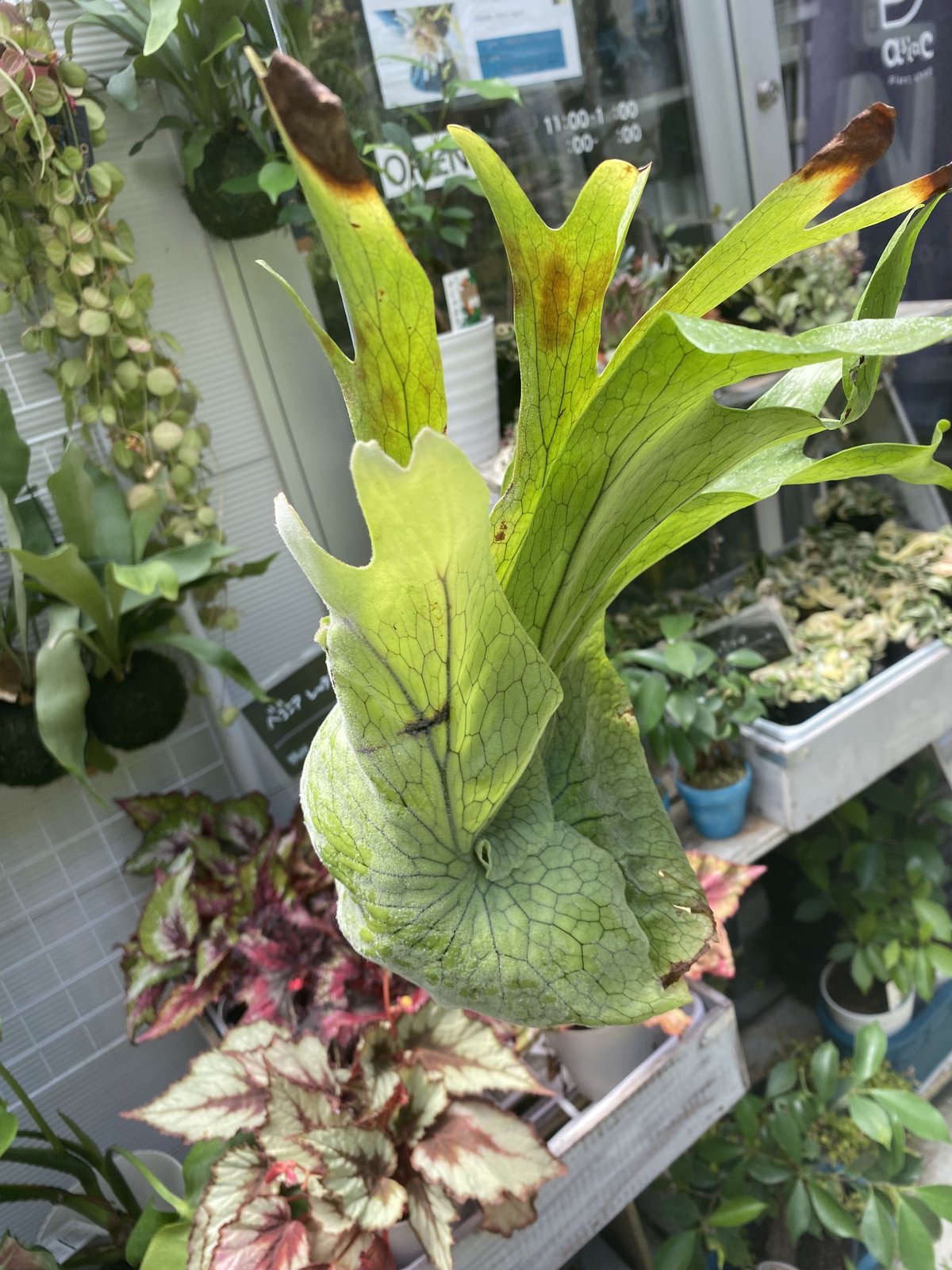 【新入荷】flying ビカクシダ グランデ コウモリラン ハンギング 観葉植物 コウモリラン グランデ 着生植物 ハンギング 苔玉 | インテリア
