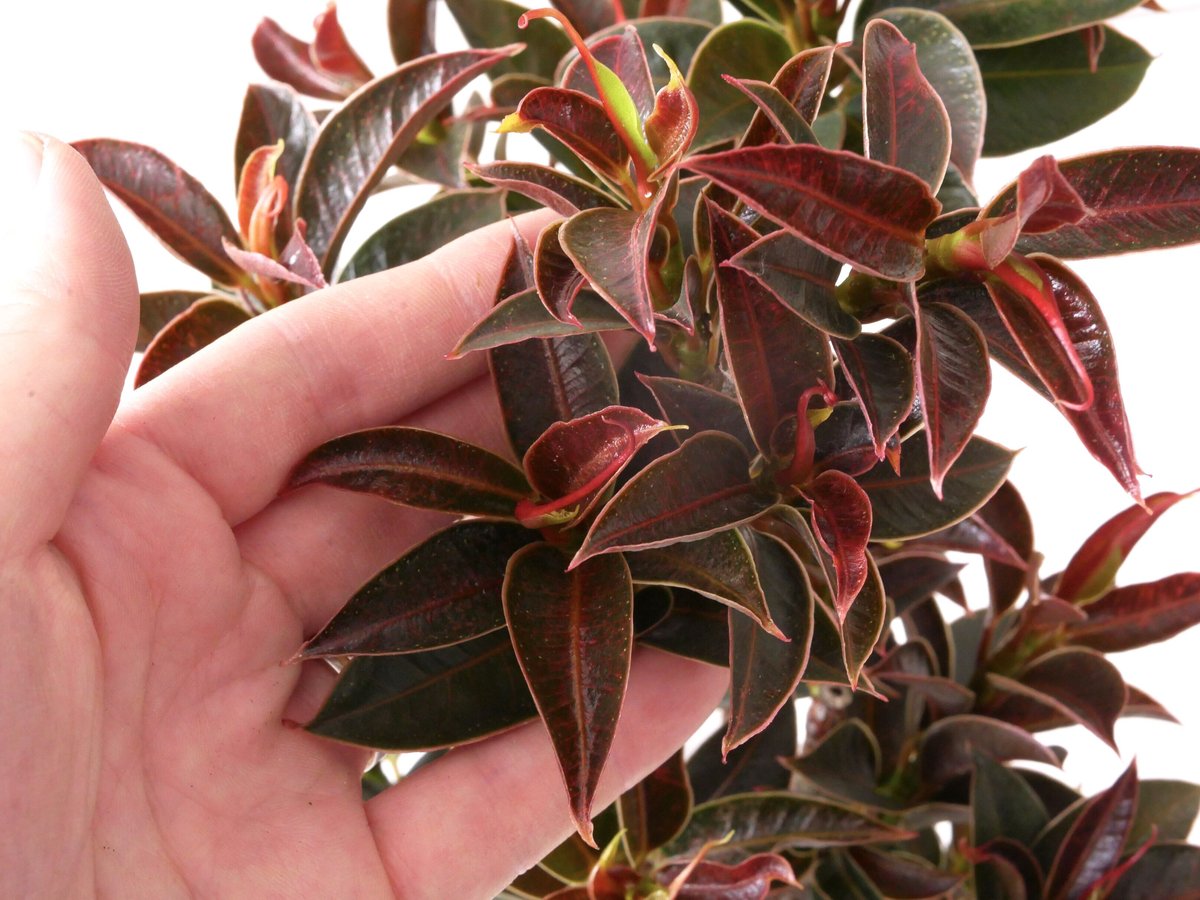 フィカス マイクロゴム 7号 観葉植物 美しい光沢 ゴムの木で育て