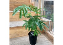 エバーフレッシュ ネムの木 4号 ふわふわ細葉が可愛い 人気の観葉植物