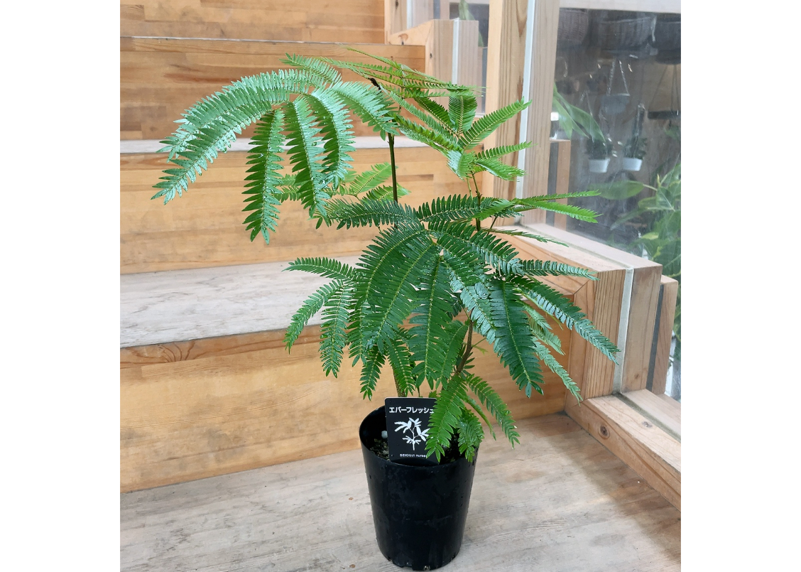 エバーフレッシュ ネムの木 4号 ふわふわ細葉が可愛い 人気の観葉植物