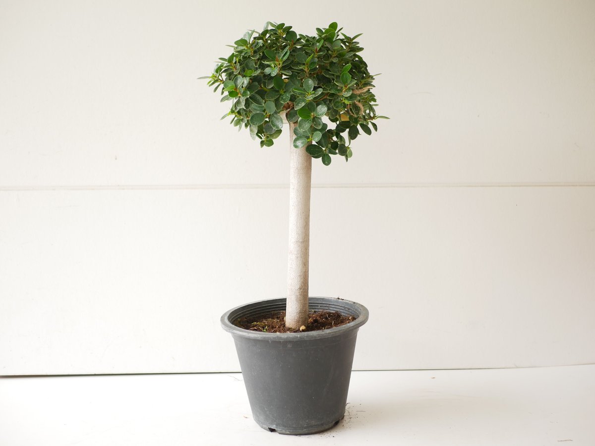 パンダガジュマル 大株 小さな森 面白い形 スタイリッシュ インテリア