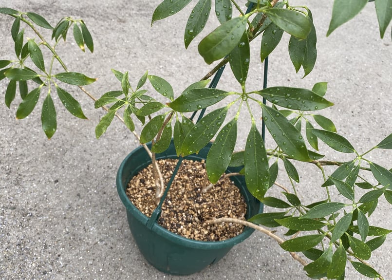 大株　シェフレラ　コンパクタ　7号　吊り鉢 シェフレラ ホンコン アルボリコラ コンパクタ 7号 吊り鉢